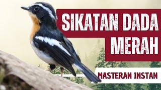 Download lagu Masteran Sikatan Dada Merah Gacor Full Isian mp3 Download lagu Masteran Sikatan Dada Merah Gacor Full Isian mp3