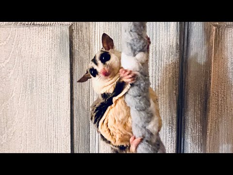 Nighttime Play Routine With Bonded Sugar Gliders