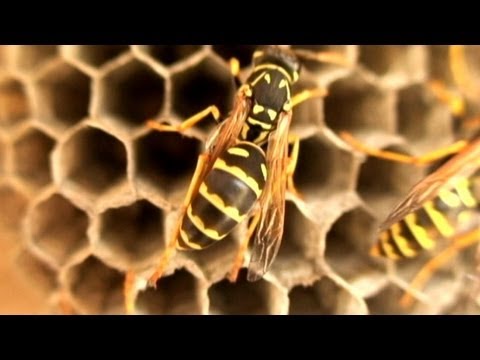 Bee Sting Allergies May Arise at Any Point in Life