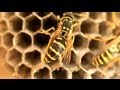 Bee Sting Allergies May Arise At Any Point In Life
