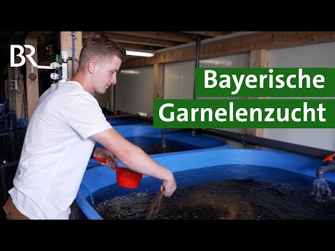 Indoor Fischzucht: Garnelen züchten in der Halle | Unser Land | BR