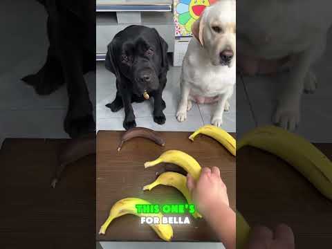 🍌😤 Just because I’m black, I get a black banana?! 😂 #NotFair #FunnyPets #PetComedy