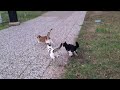 Dozens Of Male Cats Go After The Heat Female Cat
