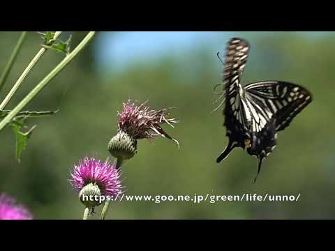 庭のナミアゲハ　Papilio xuthus in my Butterfly garden 19th July