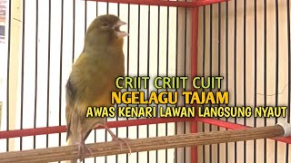Download lagu kenari gacor panjang Cuit Cuit EMOSI, Pancingan Kenari Paud Belajar Bunyi, terapi AMPUH Kenari MACET mp3