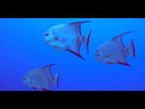 5 Silvery B - scuba diving video