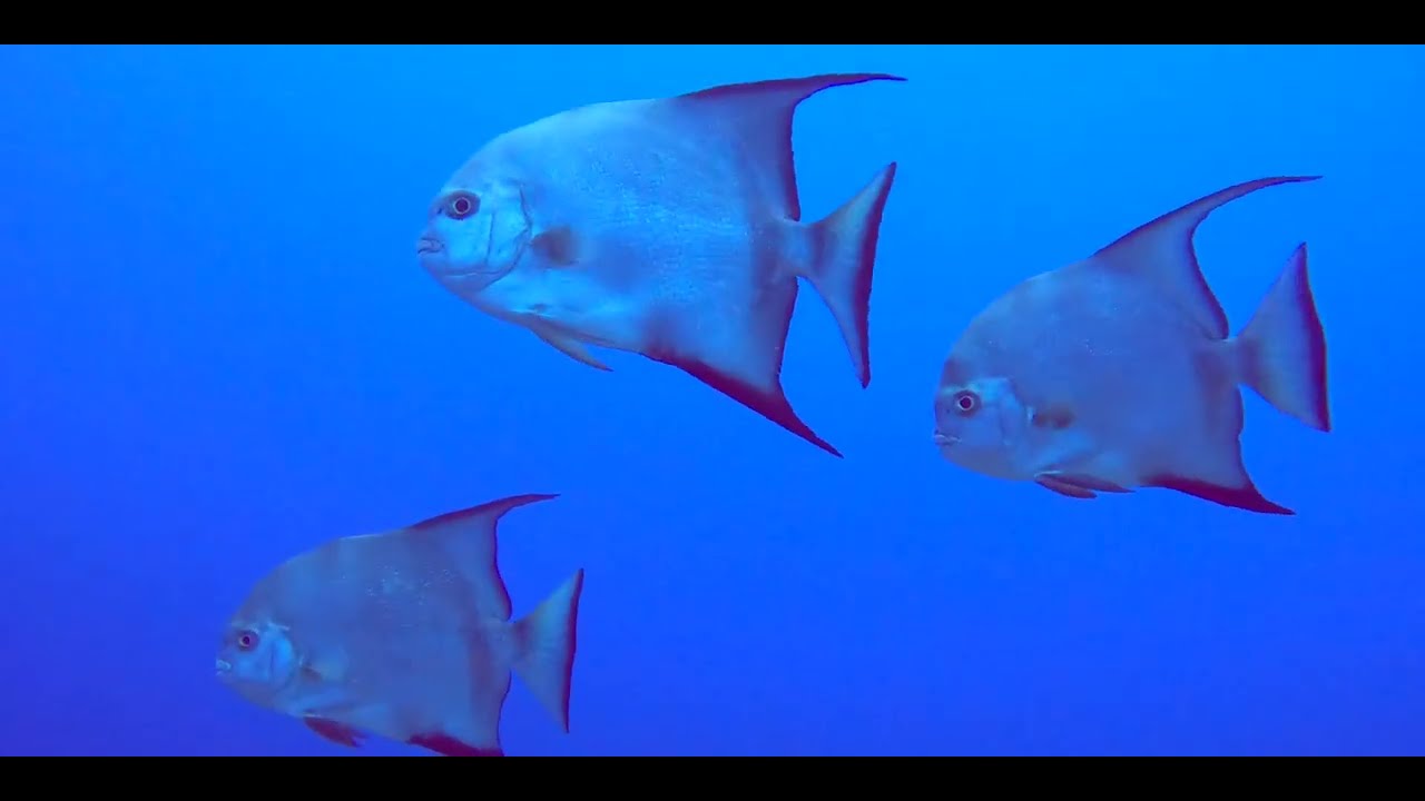 Swim with Pectoral Fins - Caribbean Parrotfish videos, genus and species.