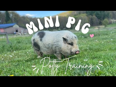 Train Your Mini Pig to go Potty Outside - Here's How!