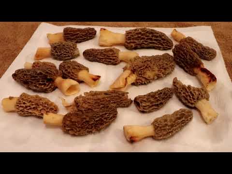Morel Mushrooms. Finding. Harvesting. Cleaning. Dehydrating.