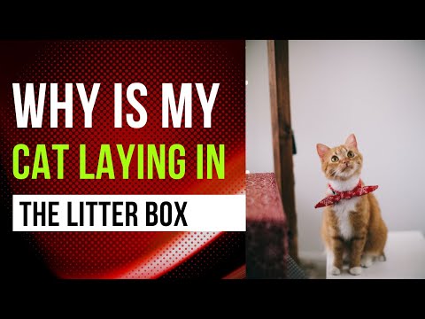 How  to take care of  your cat lying in the litter box