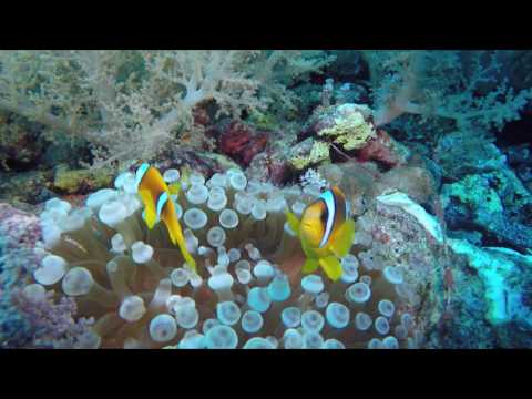 Scuba diving Egypt. Brothers, Daedalus, Elphinstone 2016