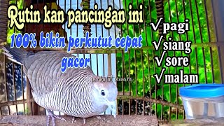 Download lagu Terapi perkutut... Rutin kan pancingan ini pagi siang sore malam agar perkutut cepat gacor mp3 Download lagu Terapi perkutut... Rutin kan pancingan ini pagi siang sore malam agar perkutut cepat gacor mp3