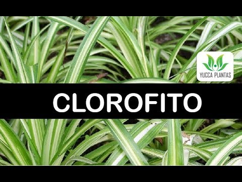 , title : 'CLOROFITO DE SOL OU DE SOMBRA?- SPIDER PLANT - aprenda como cultivar, adubar e fazer muitas mudas!'