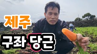 제주 구좌 당근 맛 최고!  향이 진하다