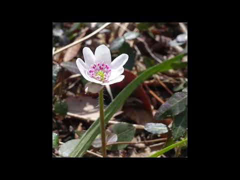 ステゴレピス・ギアネンシス