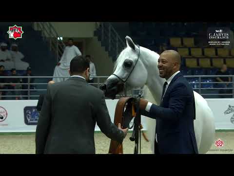 Sharjah Int  Arabian Horse Festival 2023   SSC