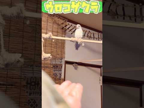 アカハラコニュアについて詳しく解説