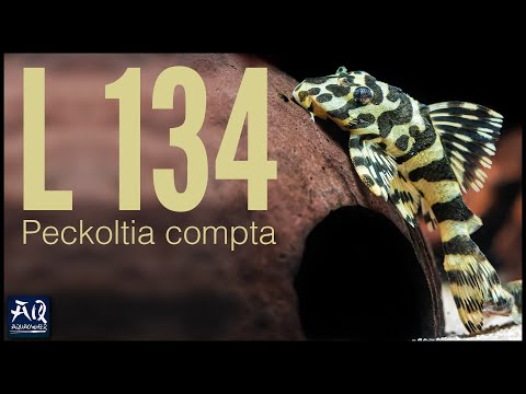 Goldtigerharnischwels Peckoltia compta (L 134) Haltung & Pflege | AquaOwner