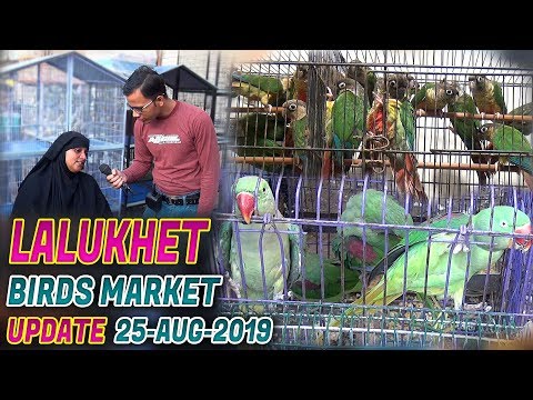 Lalukhaet Birds Market 25-8-19 Latest Updates Jamshed Asmi Informative Channel In Urdu/Hindi Video