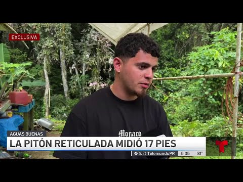 Pitón de 17 pies se traga a perro en Aguas Buenas