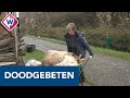 Veertien schapen doodgebeten in Westland - OMROEP WEST
