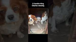 2 Cavalier King Charles have been found and are safe at home.