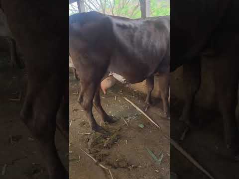 disponible en Sonsonate santo domingo de Guzmán WhatsApp 60632341