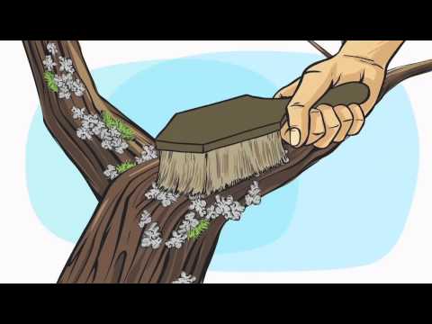 Flechten und Moose an Bäumen und Sträuchern