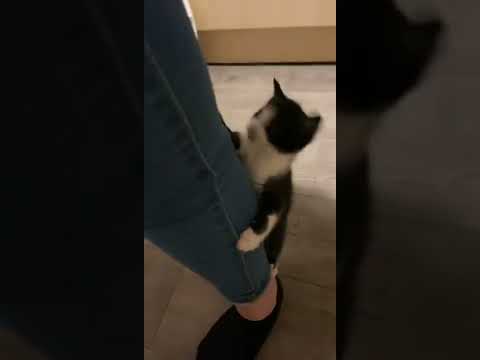 8 week old kitten climbing my leg