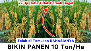 Download lagu FOUND THE WAY😱TO MAKE A HARVEST OF 10 TONS/Hectare || A complete guide to rice farming with a tar... mp3