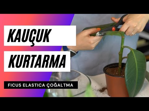 , title : 'Kauçuk bitkisi çoğaltma | Ficus elastica çoğaltma yöntemi'