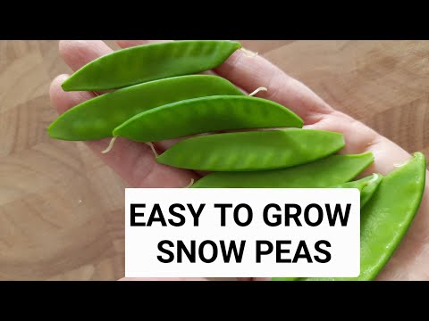 HOW TO GROW SNOW PEAS IN CONTAINERS (Sowing to Harvest)