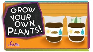 Grow Your Own Plants! - #sciencegoals