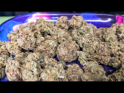 download lagu mp3 mp4 Gorilla Cookies, download lagu Gorilla Cookies gratis, unduh video klip Gorilla Cookies