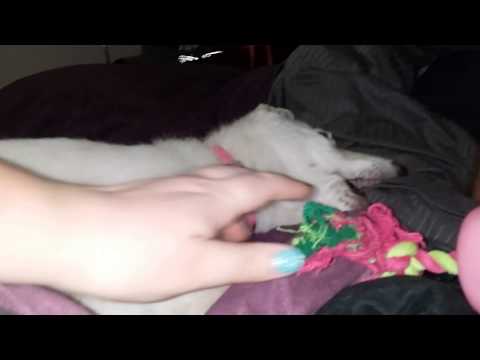 Blitzkrieg 9 week old WSS puppy playing