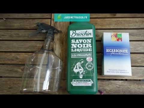 Comment lutter naturellement contre l'oïdium et le mildiou au potager