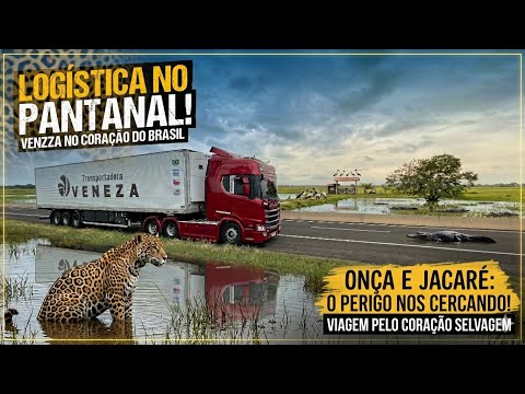 PELA PRIMEIRA VEZ NO PANTANAL! 🐊 De Campo Grande (MS) a Vilhena (RO) Casal Caminhoneiro 