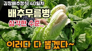 김장배추40일차 배추무름병 심각한수준 이러다가 다 뽑을판 무름병약으로 나노를 뿌려주었습니다 배추병해충방제