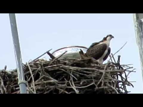 Osprey fledgling