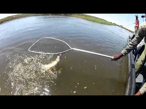 Okavango Delta Catfish Run 2013 - Tigerfish on fly