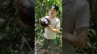 preview picture of video 'Rafflesia ラフレシア'