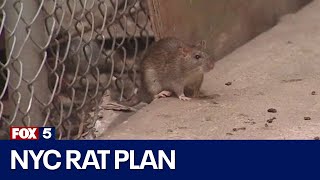 New strategy to eliminate rats showing success