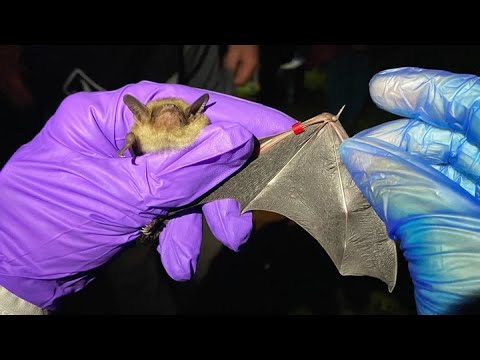 Scientists hope tiny trackers will reveal bats' home away from home