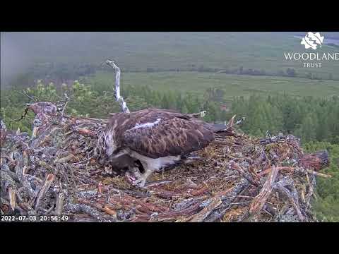 Both Loch Arkaig Osprey chicks have full crops but are eager to get to fish number five 3 Jul 2022