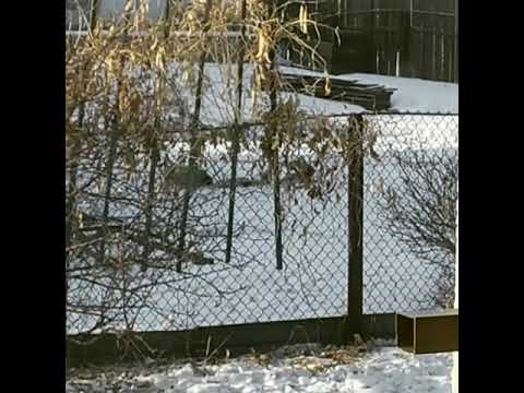 Фазан у нас в гостях.