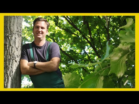 Milyen magasra nő meg a Corylus colurna - Törökmogyoró ?