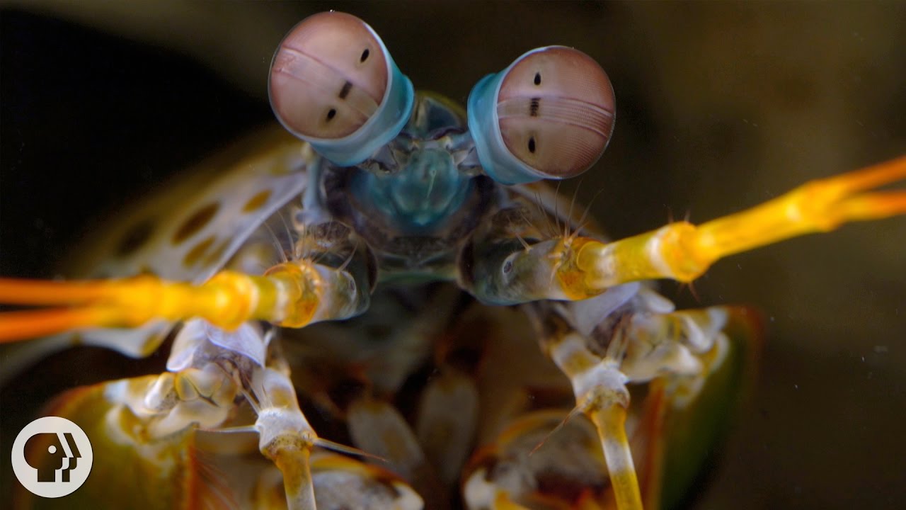 The Snail-Smashing, Fish-Spearing, Eye-Popping Mantis Shrimp | Deep Look - YouTube