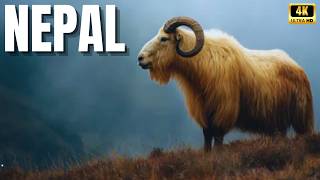 🕊️ NEPAL – Reino Selvagem: A Última Fortaleza da Vida Selvagem do Himalaia | Natureza Inédita