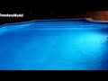 Urban Ecology Bat Drinking Water From Swimming Pool