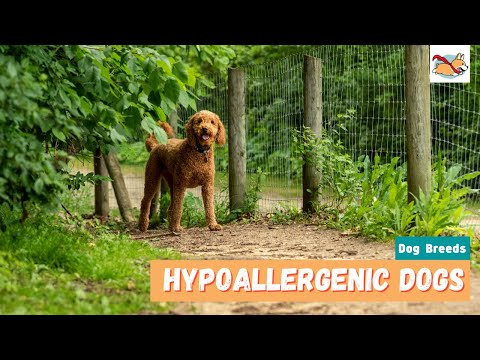 Hypoallergenic Dogs: 20 Cutest Dogs For Families With Allergies